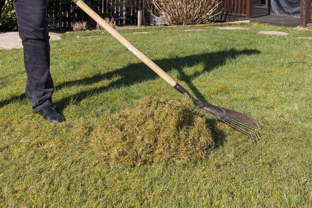 Gardener Makes Pile of Moss, Weeds and Thatch on Grass After Scarifying with Lawn Rake