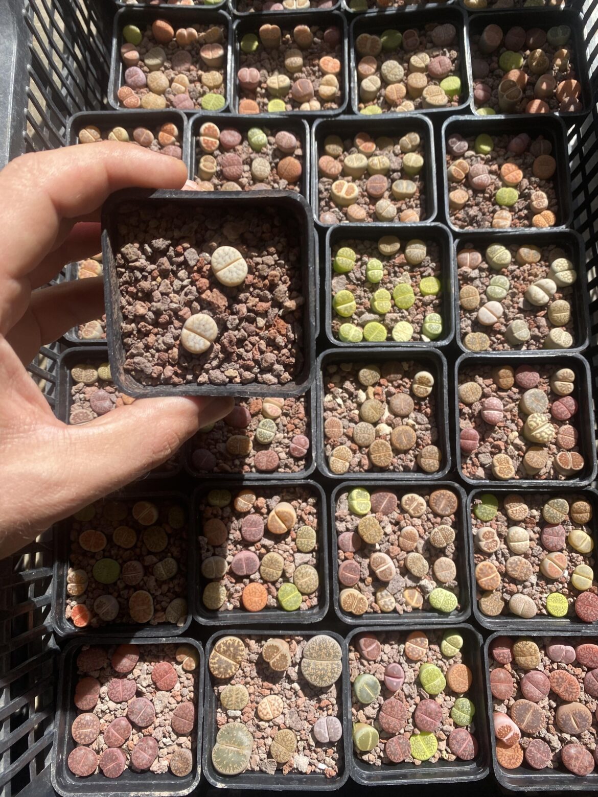 My lithops
