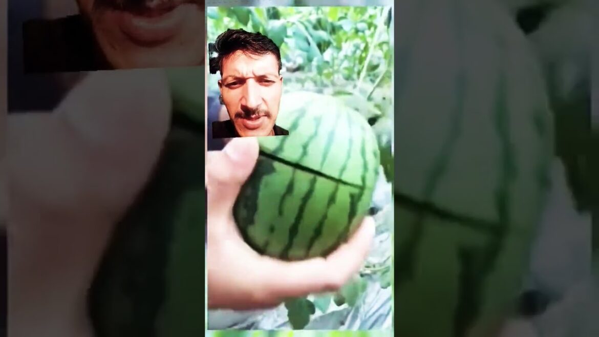 The New Tech Revolutionizing Farmingfruit variety, The New Tech Revolutionizing Farmingfruit variety,