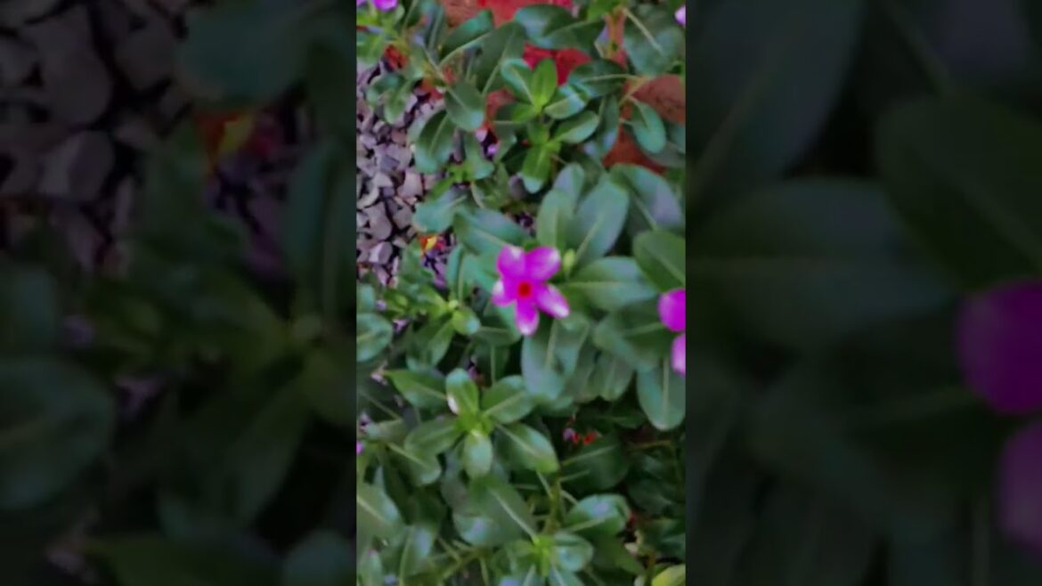 health benefitof vinca sadabahar #gardening#homegarden #gardingvlog#sadabar# gardenplants#gardentips health benefitof vinca sadabahar #gardening#homegarden #gardingvlog#sadabar# gardenplants#gardentips
