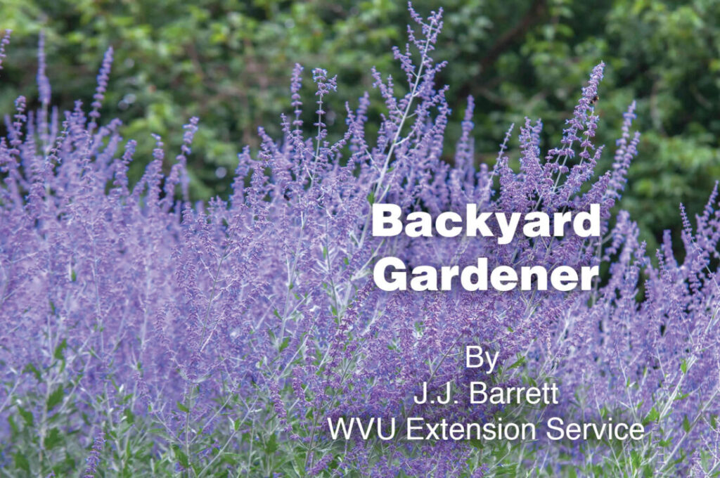 Backyard Gardener: Russian sage for the flower garden | News, Sports, Jobs Backyard Gardener: Russian sage for the flower garden | News, Sports, Jobs