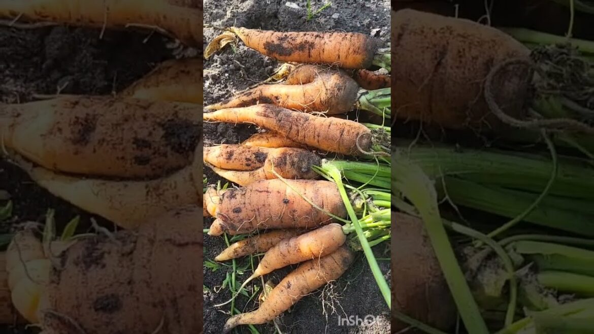 My 2025 vegetables planting/harvested #trends #gardening #organic #healthier #livingabroad