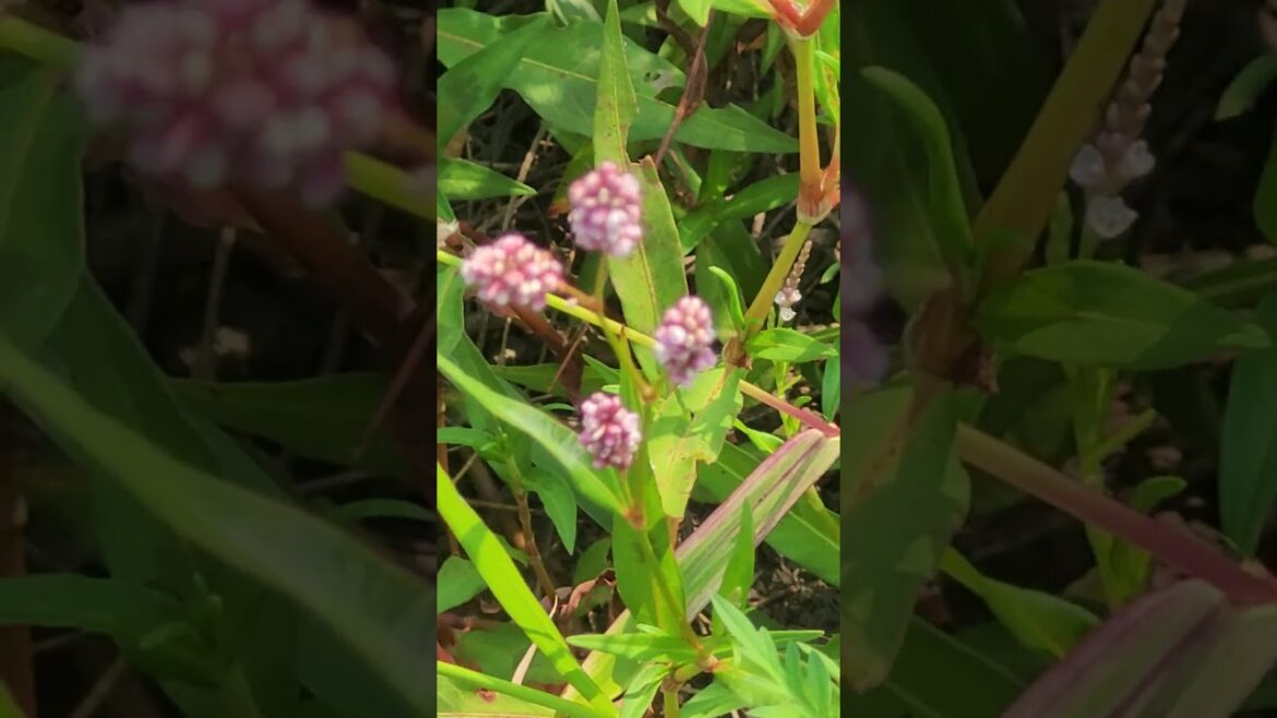 Smart Weed Plant #edible weed #Pink seeds Smart Weed Plant #edible weed #Pink seeds