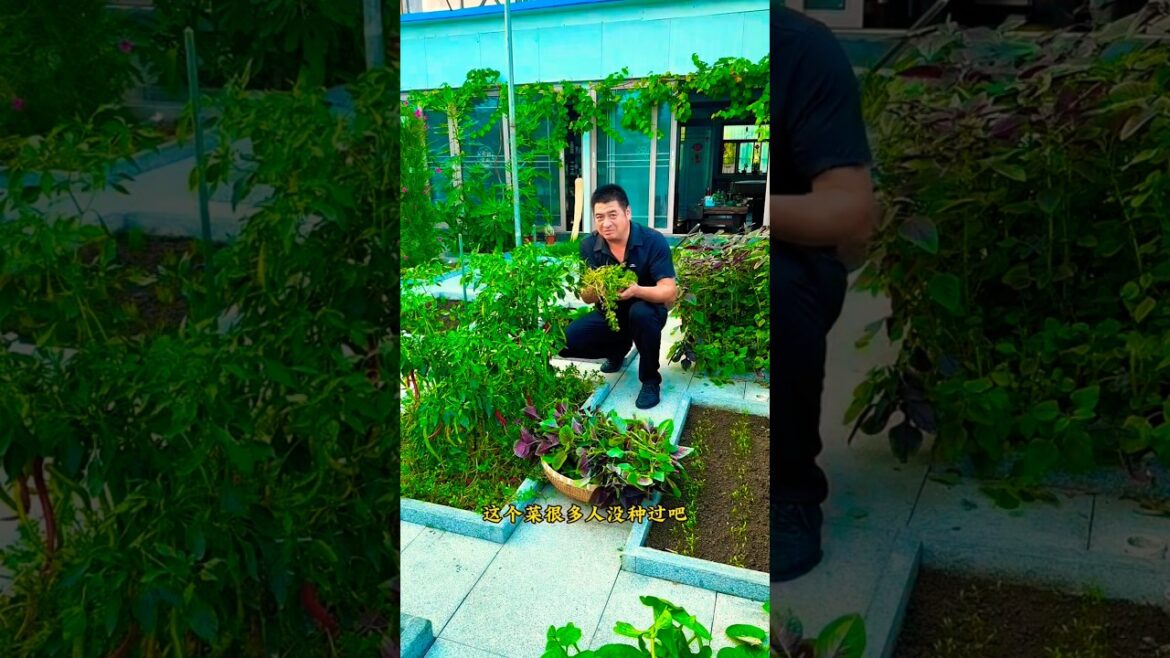 I also picked lots of vegetables from the garden #shots #youtubeshorts