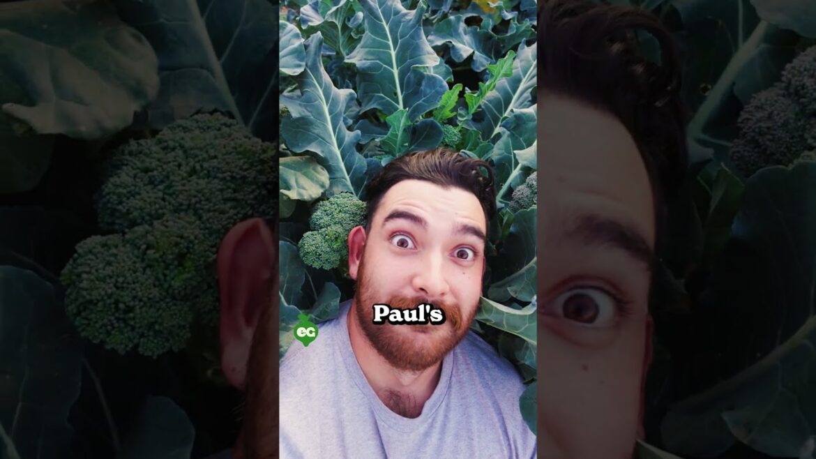 I grew the biggest broccoli ever