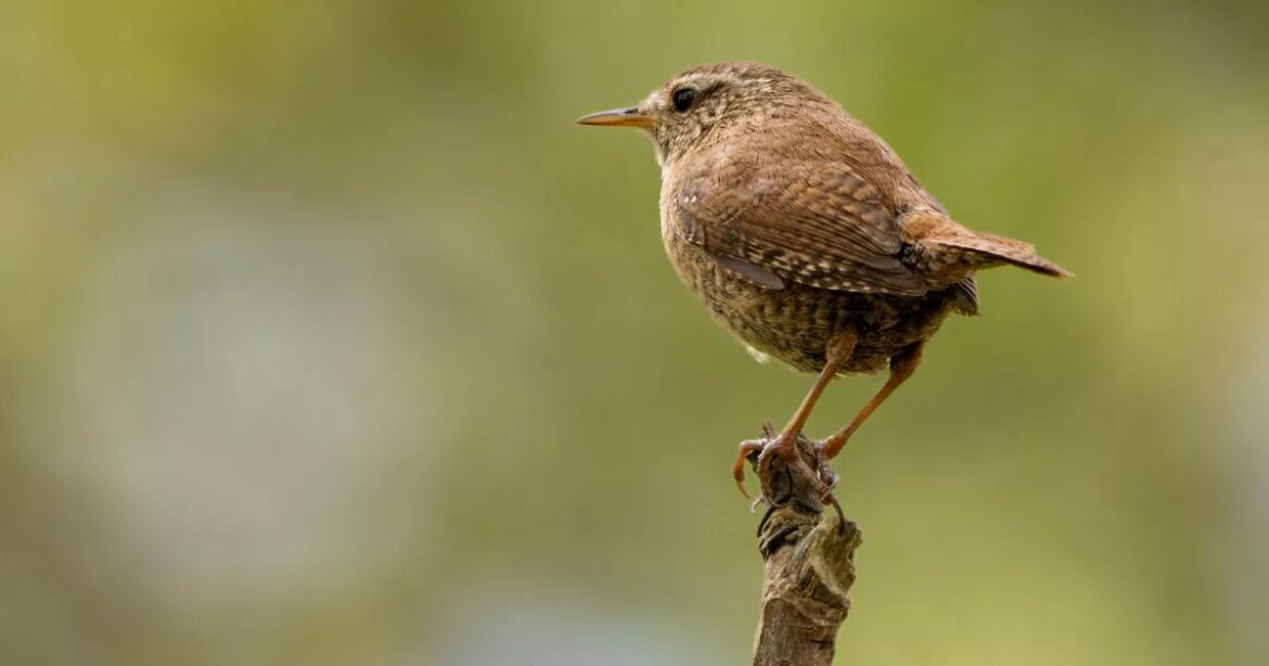 Urgent action for householders spotting popular bird in gardens this in autumn Ipso logo