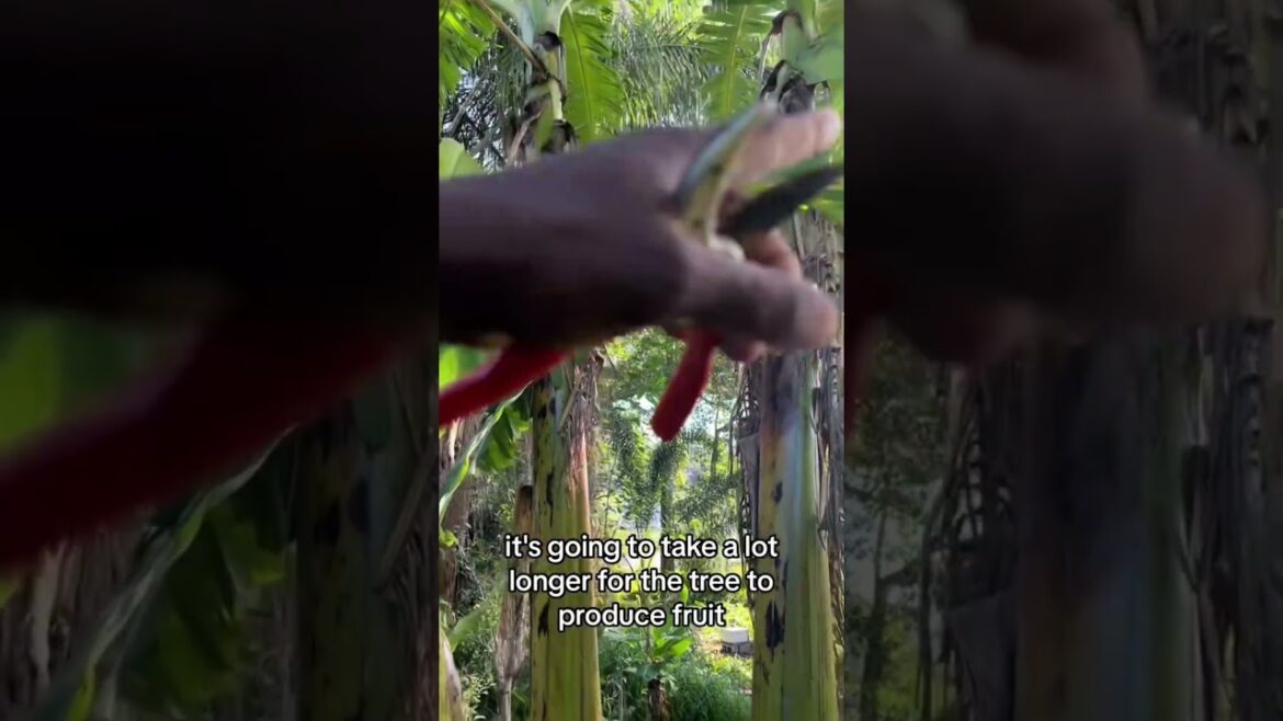 Don’t make this banana mistake #andrethefarmer #bananatree #banana #bananaplant #gardeningtips Don’t make this banana mistake #andrethefarmer #bananatree #banana #bananaplant #gardeningtips