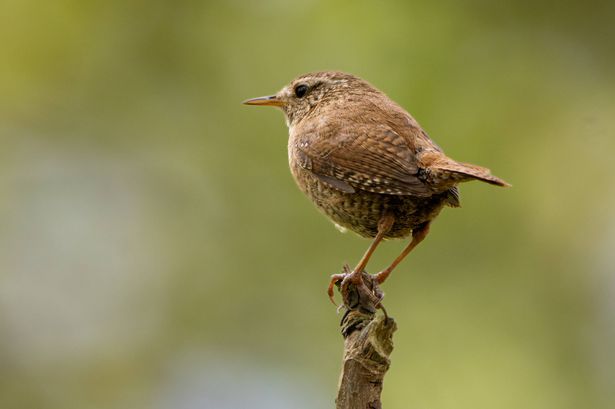 Wren. A small brown bird is perched on a tree branch. The bird is looking to its left. The image has a peaceful and calm mood