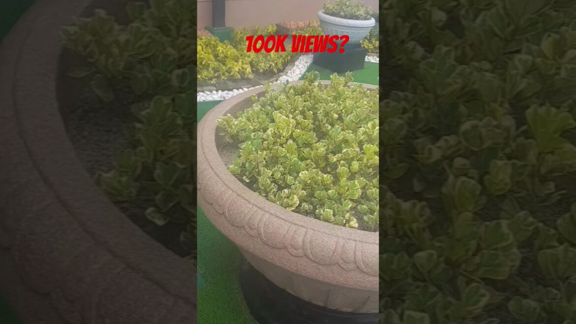 Dreamy Landscape Dreamy Landscape