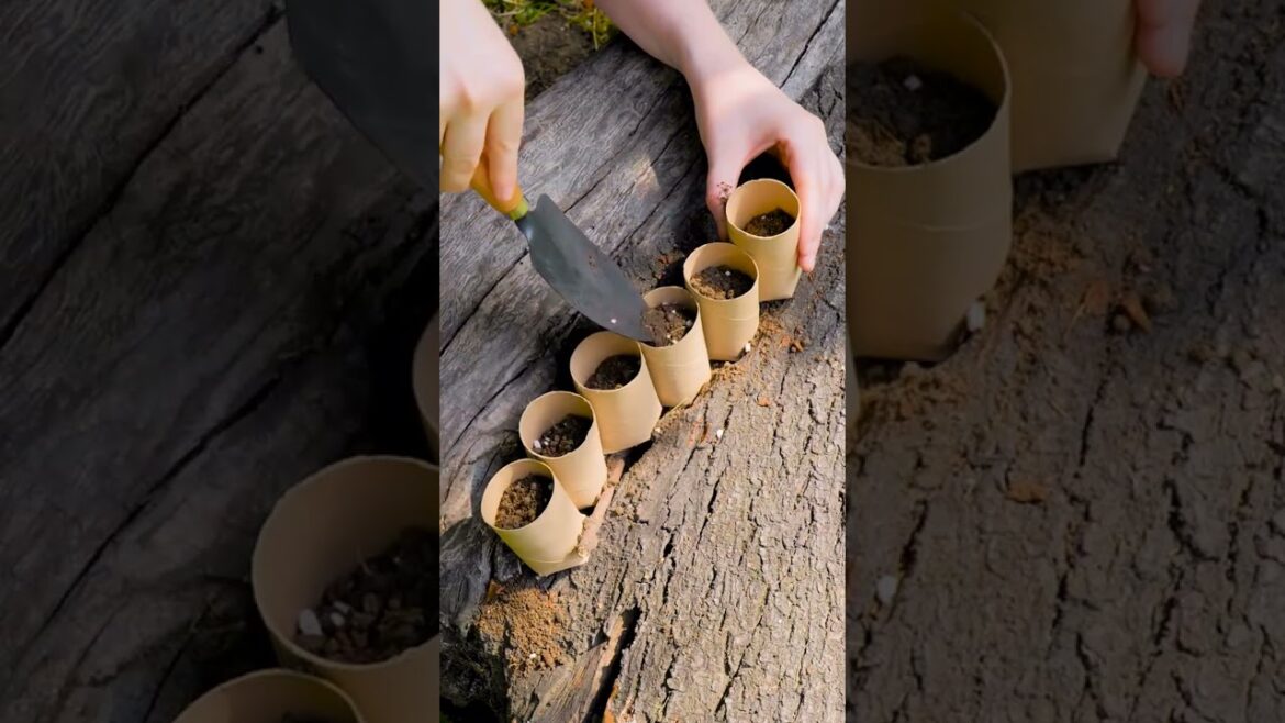 Toilet Tubes as Seed Cups 🧻✨