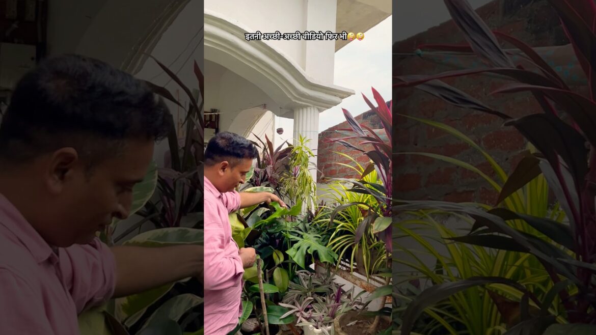 क्यों नहीं फॉलो कर रहे #garden #gardening #gardeningtips #plants #shortvideo #shorts #short #ट्रेंड