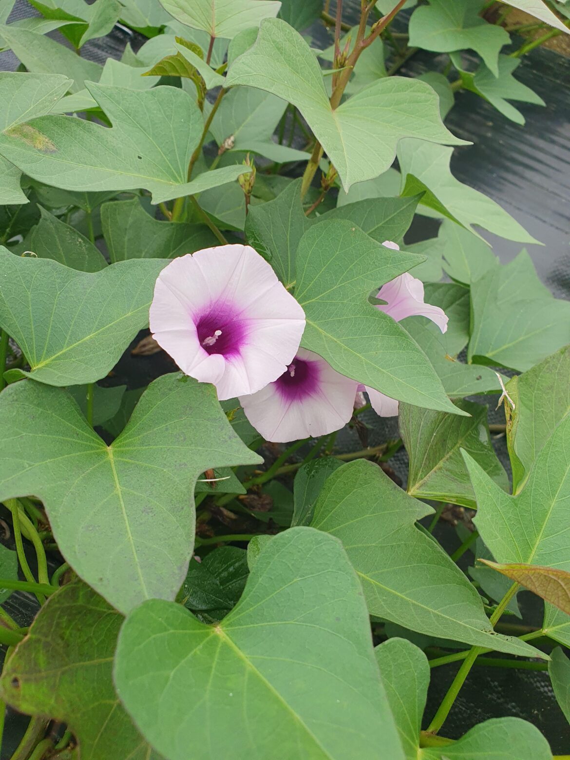 “”sweet potato flower”πΈπ "**"sweet potato flower"**πΈπ