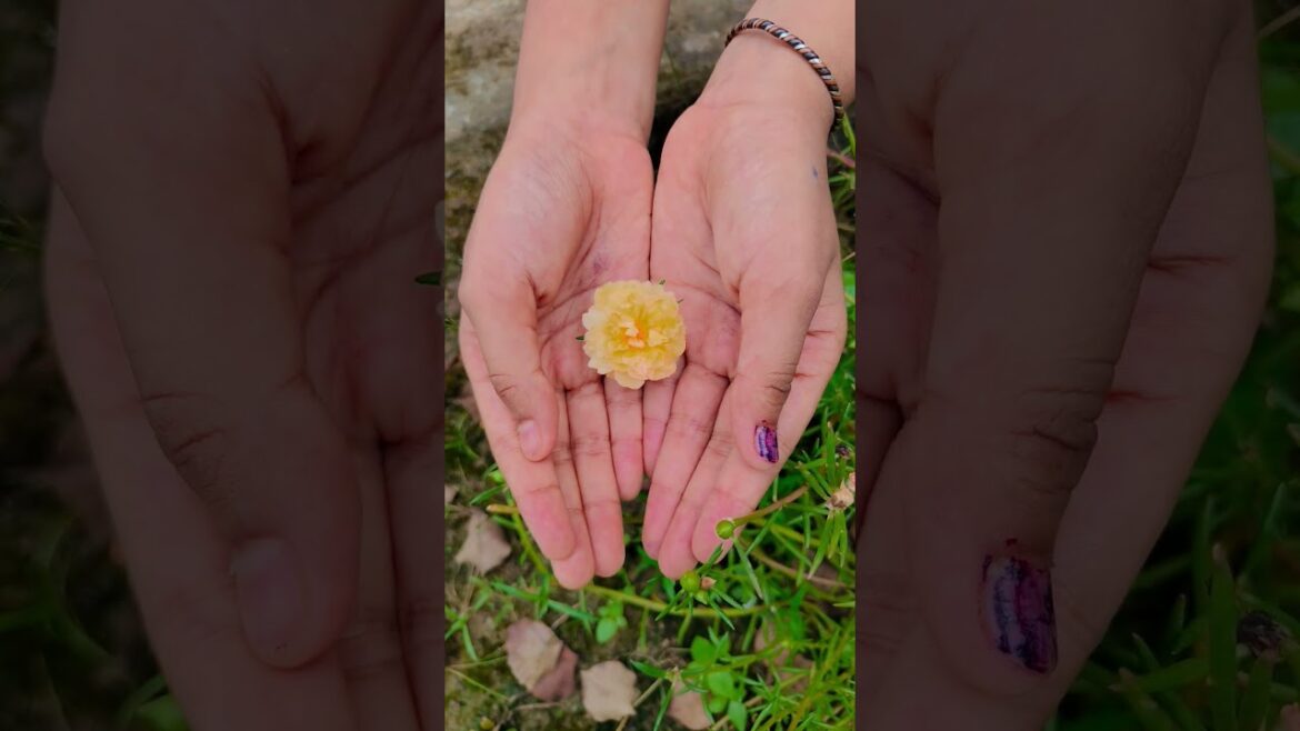 ফুল নিয়ে টিকটিক #gardening #youtubeshorts #UpdateGardening #garden #youtubeshort #flowers #rose ফুল নিয়ে টিকটিক #gardening #youtubeshorts #UpdateGardening #garden #youtubeshort #flowers #rose