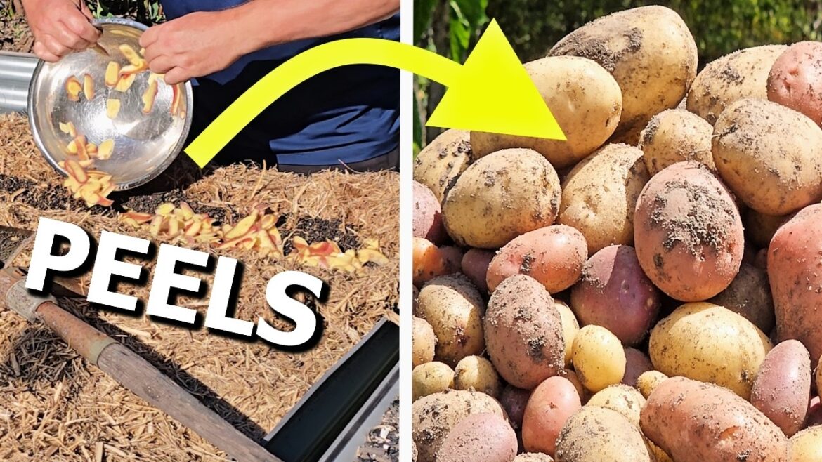 Don't Throw Away Potato Peels - Plant Them Instead!