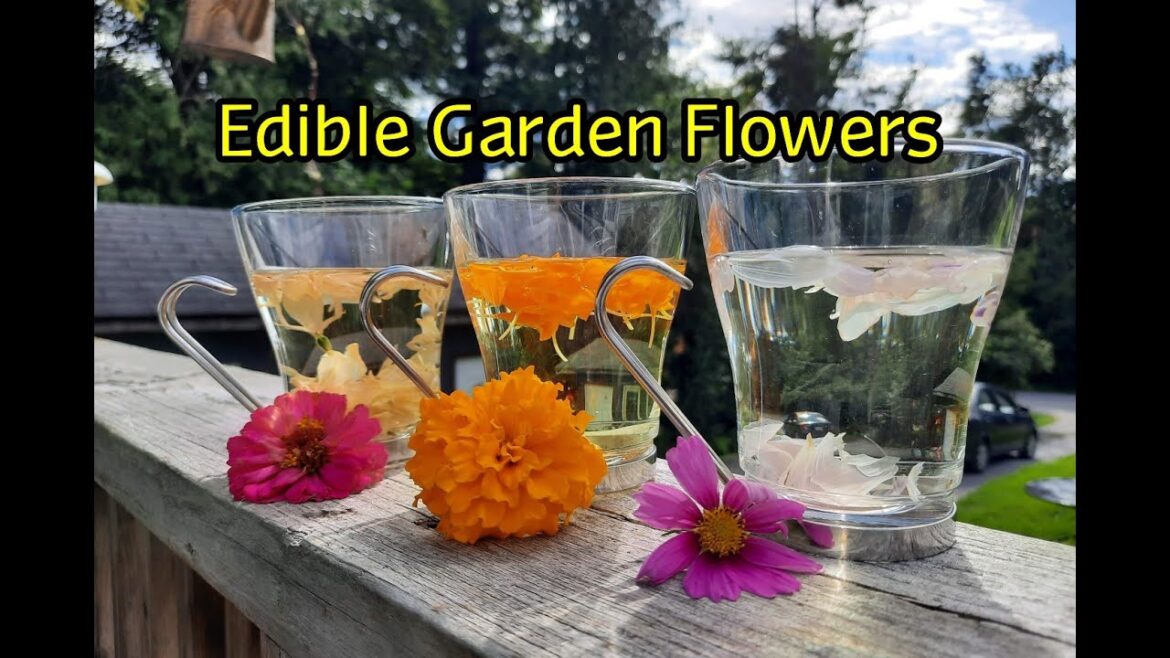 Edible Flowers from Your Garden! Edible Flowers from Your Garden!