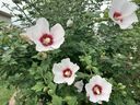 A Rose of Sharon plant is shown. (John DeGroot photo)