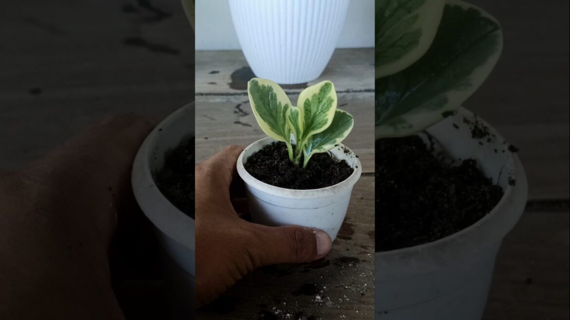 Variegated peperomia propagation #shorts #viralshorts #trendingshorts #trending