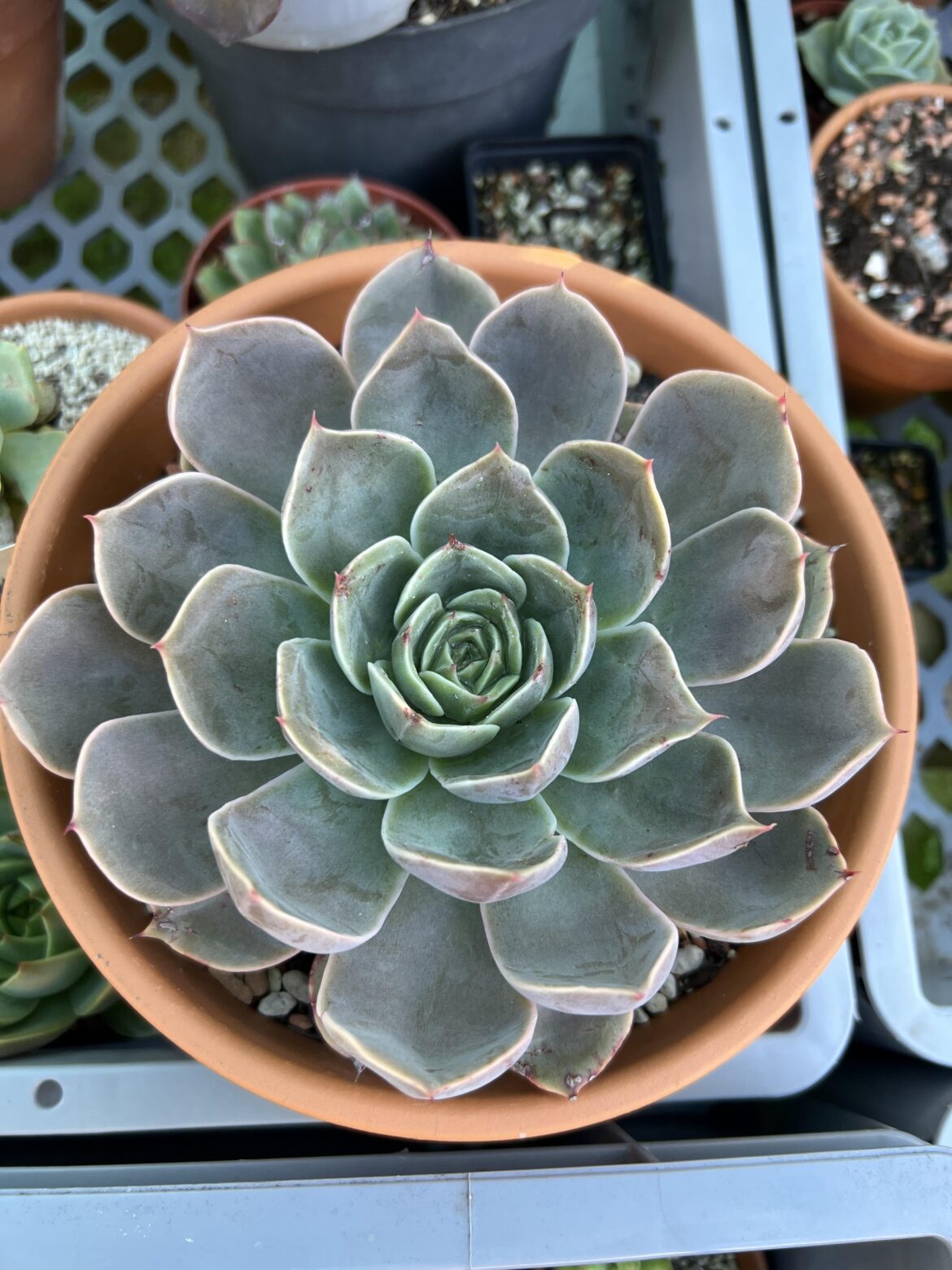 Echeveria Costa