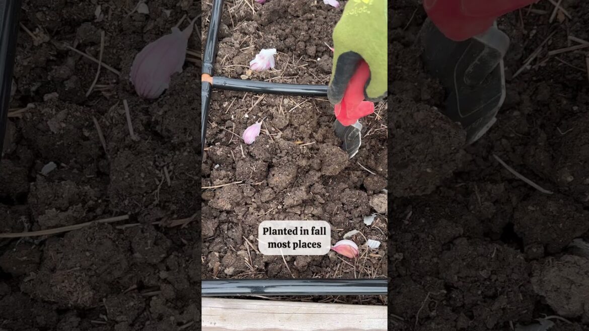 Fall Gardening: Vegetables That Can Handle Frost #backyardgarden #garden