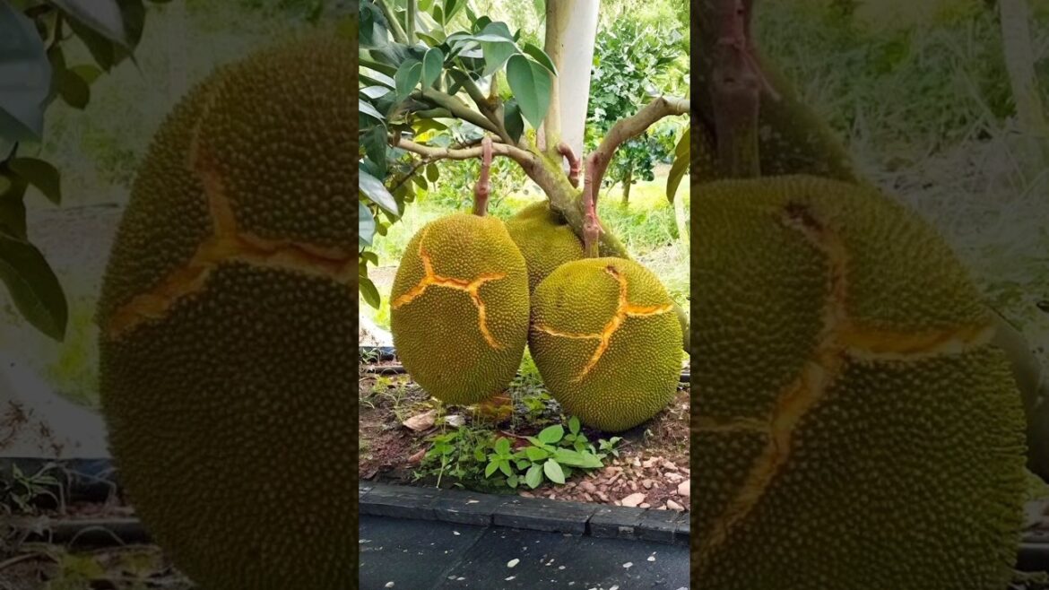 🌿Grow your jackfruit tree faster at home #gardening #farming #jackfruit #shorts 🌿Grow your jackfruit tree faster at home #gardening #farming #jackfruit #shorts