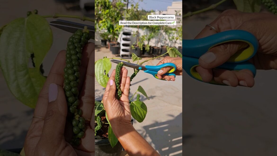Harvesting Black Peppercorns⚫️ #terracegarden #shorts #youtubeshorts Harvesting Black Peppercorns⚫️ #terracegarden #shorts #youtubeshorts