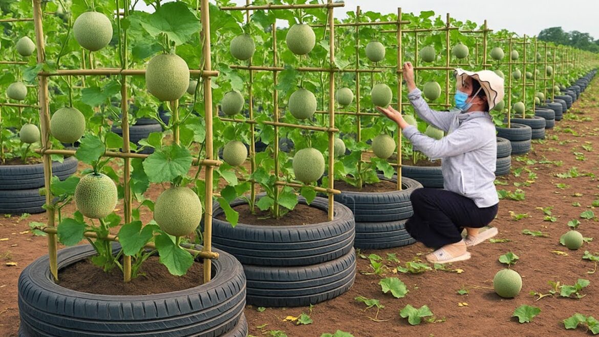 Old tires Don’t throw them away! Grow cantaloupes this way! Old tires Don't throw them away! Grow cantaloupes this way!