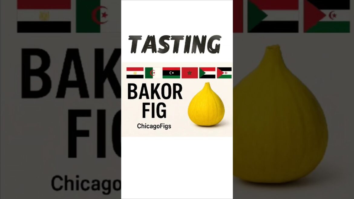 Bakor Fig Tasting – The North African Treasure! Bakor Fig Tasting - The North African Treasure!