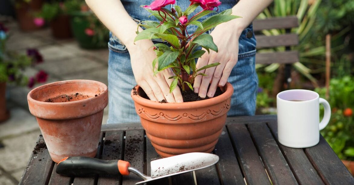 Monty Don’s names September gardening trick that gives you plants for free Ipso logo