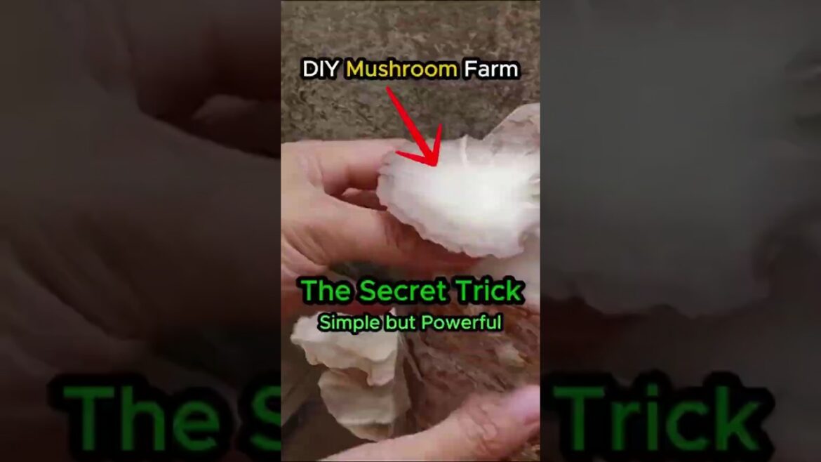 Easiest Way to Grow Mushrooms Indoors “Cheap and Easy” Easiest Way to Grow Mushrooms Indoors "Cheap and Easy"