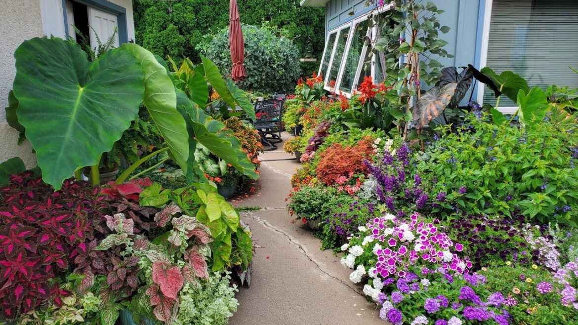 Mid-August Container Garden Tour, Minnesota Zone 5a