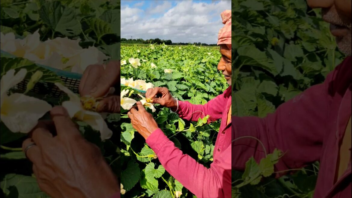 Farmer Shows How to Hand Pollinate Spiny Gourd for Better Yield 🌼 #shorts