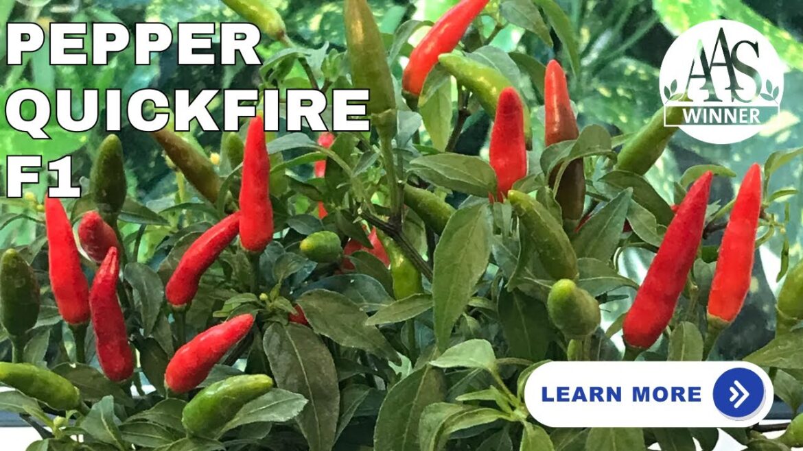All-America Selections Flowers & Vegetables: Pepper Quickfire Review 🌶️ | All-America Selections Winner Pepper Quickfire Review 🌶️ | All-America Selections Winner