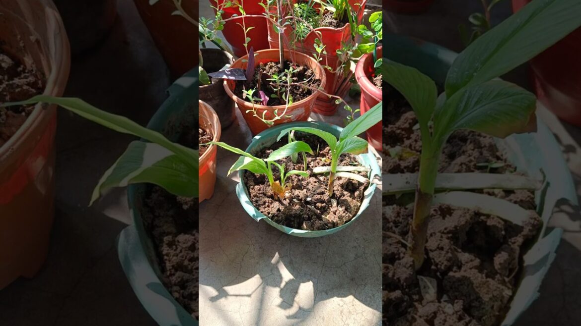 Planting new lives ! #garden