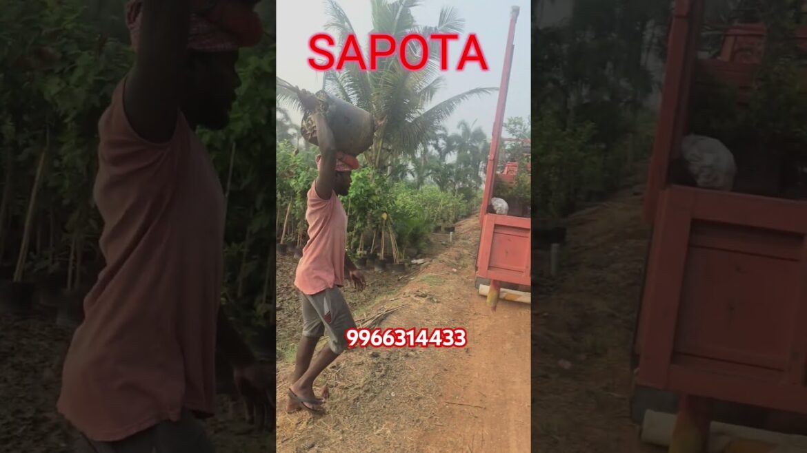 "Fruit Plants Loaded for Hyderabad | Wholesale Nursery Supply" #viralshort #trandingshorts #yt