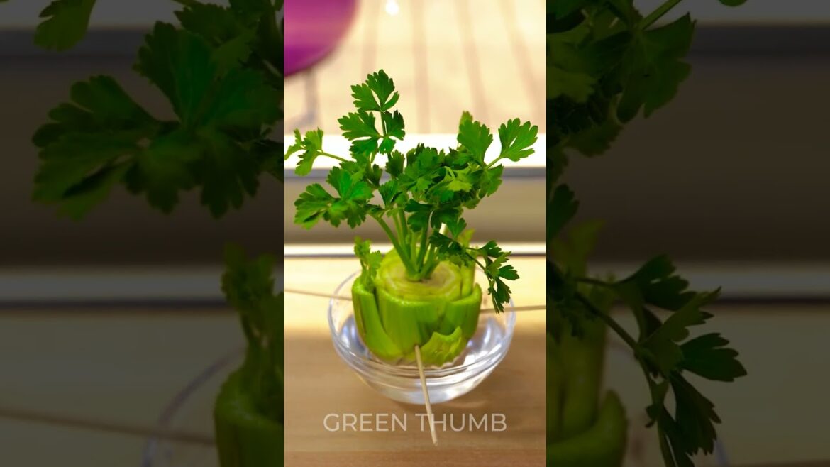Must-know tricks to supercharge your plant growth! Must-know tricks to supercharge your plant growth!