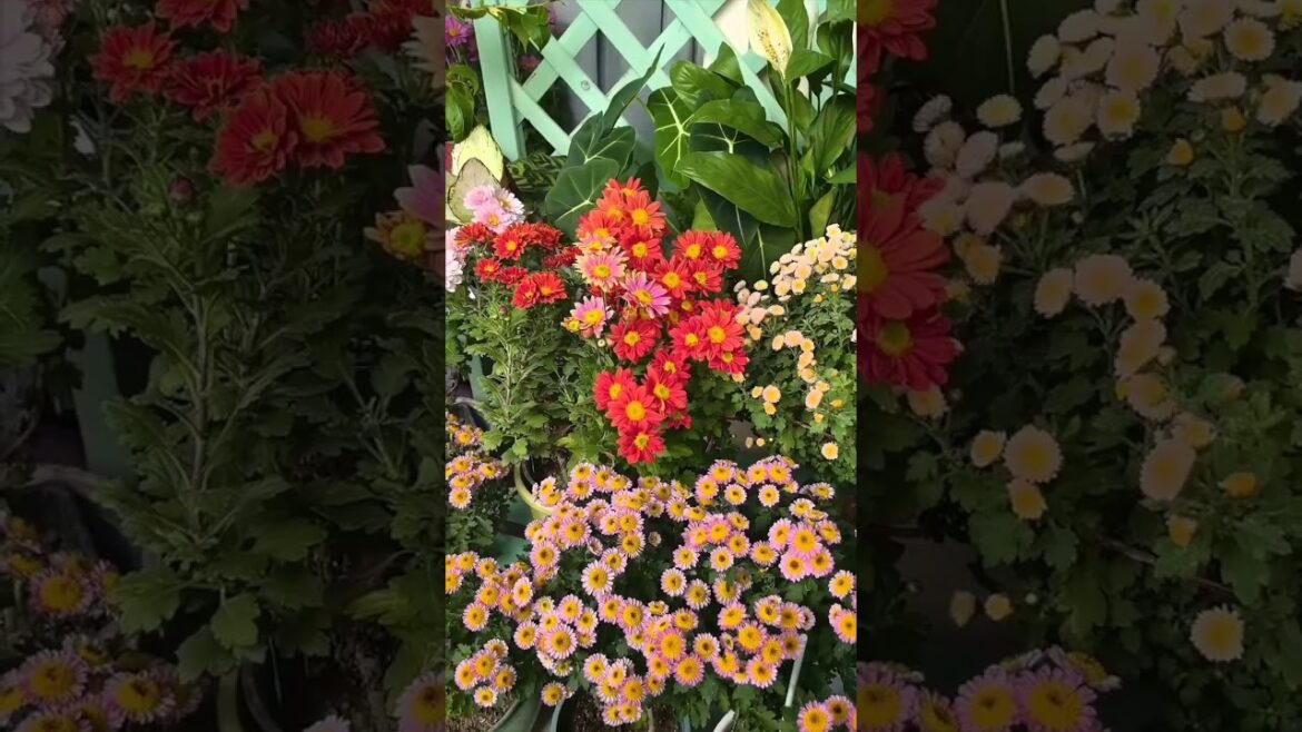 Unlock Beauty in Garden Flowers 🌹🌸 You'll Get inspired #gardening #flower #plants #asmr #garden #diy