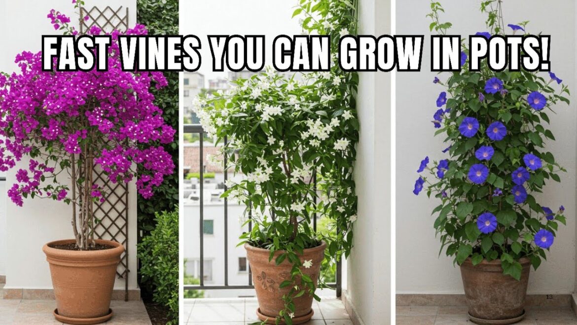 17 Best Climbing Plants That Grow Like Crazy in Containers/Pots