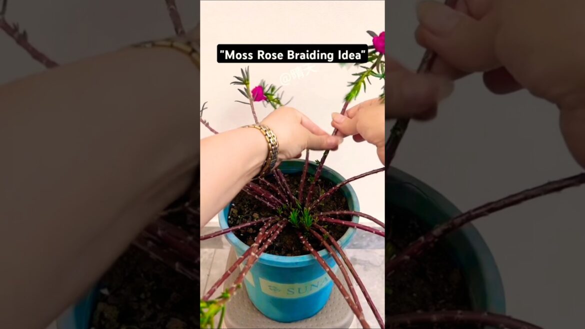 “Most Unique Way to Grow Moss Rose | Gardening Tips” #shorts #diygardening #ourplants #garden "Most Unique Way to Grow Moss Rose | Gardening Tips" #shorts #diygardening #ourplants #garden