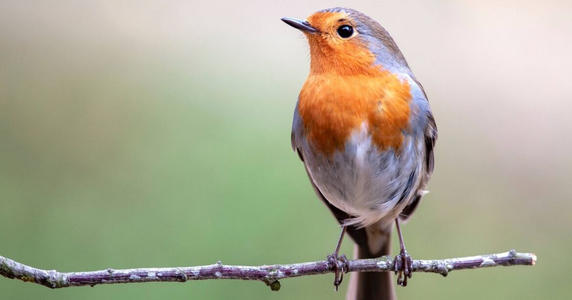 Simple tip to attract robins and blackbirds to your garden according to Wildlife Trust experts Ipso logo