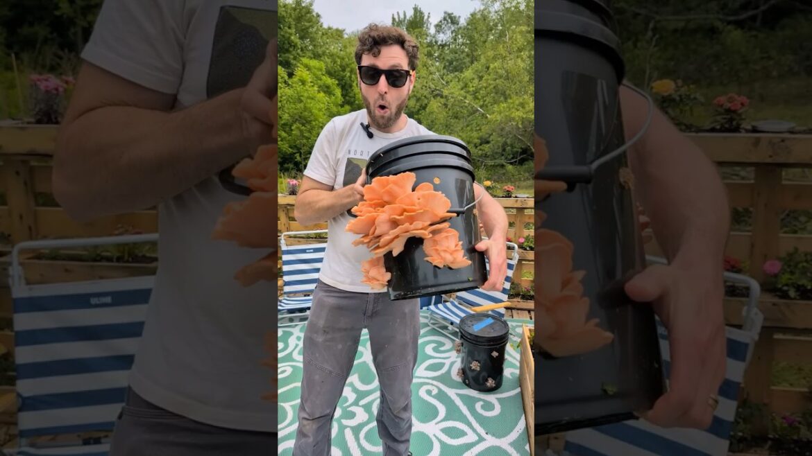 Grow Mushrooms in a MushBucket! | Container Gardening Ideas Grow Mushrooms in a MushBucket! | Container Gardening Ideas
