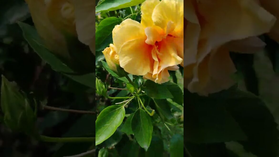 viral video#ytshorts #flowers#gardening viral video#ytshorts #flowers#gardening