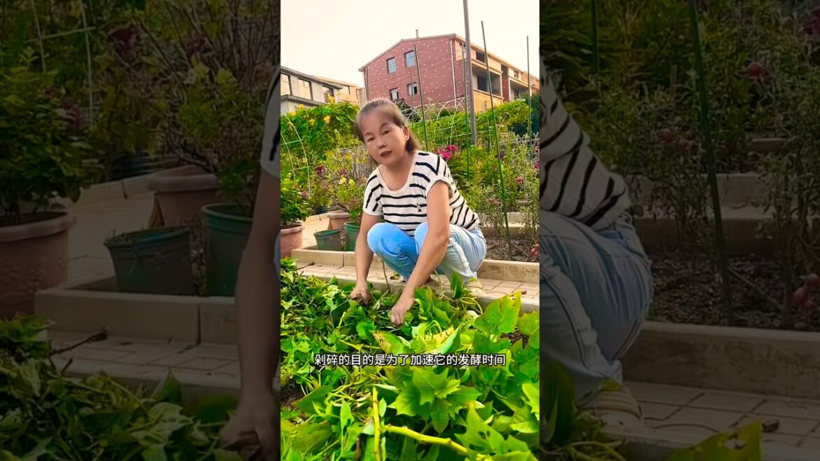 I prepare soil for the next vegetable #shorts #youtubeshorts