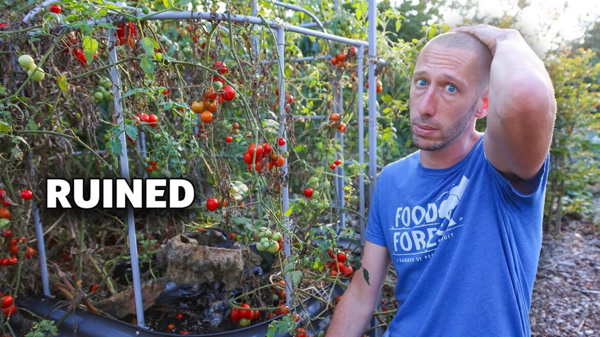 I wasted 100 days on this.