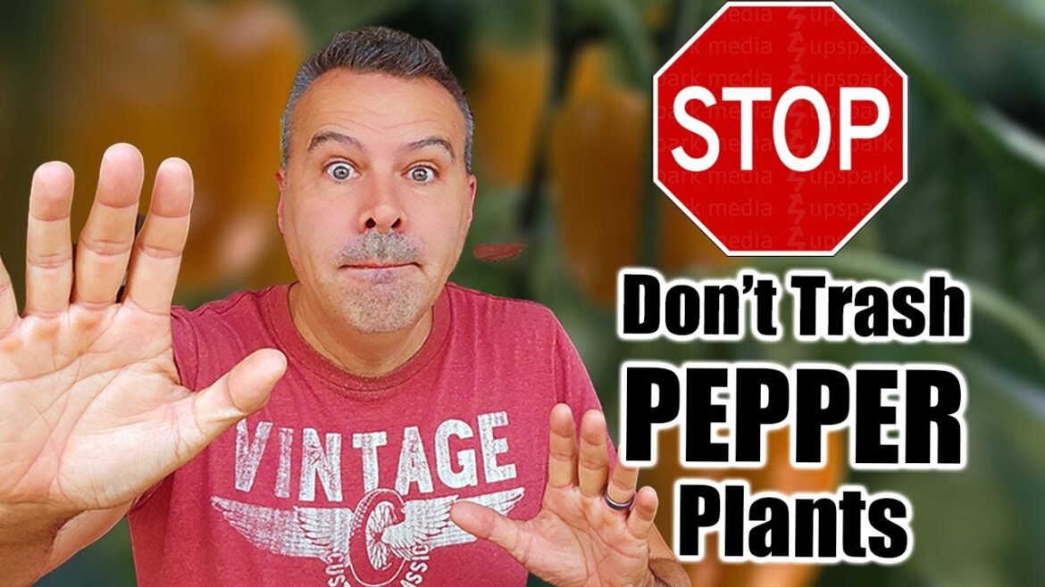 California Garden TV: How to OverWinter Your Pepper Plants… In Any Climate! How to OverWinter Your Pepper Plants... In Any Climate!