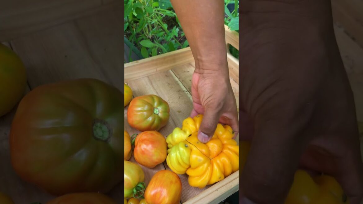 Count How Many Different Tomatoes We Harvested from Our Small Garden