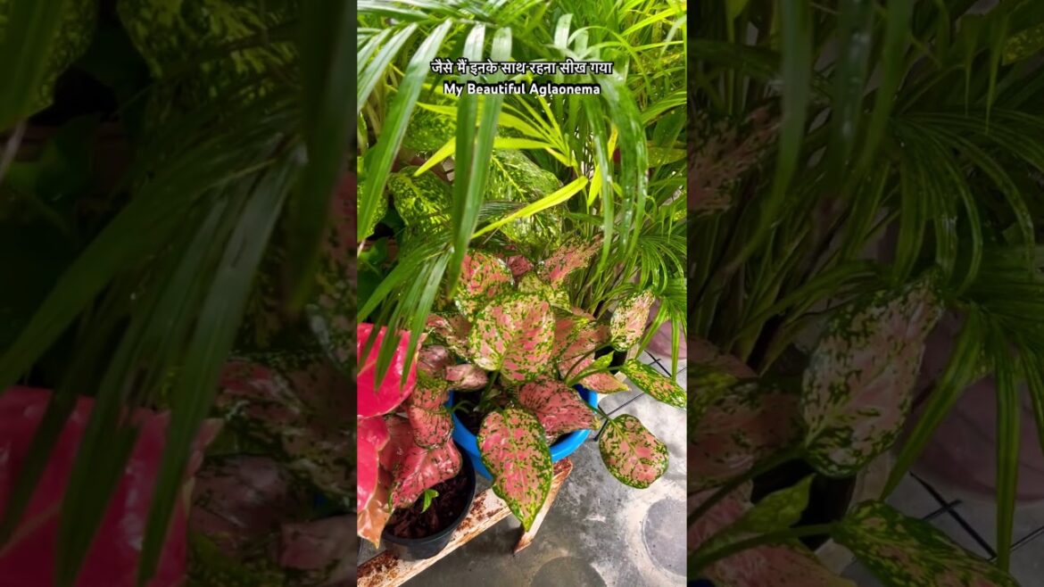 मेरा और इनका साथ #plants #garden #gardening #shortvideo #shorts #short #trending #viralvideo #trend मेरा और इनका साथ #plants #garden #gardening #shortvideo #shorts #short #trending #viralvideo #trend