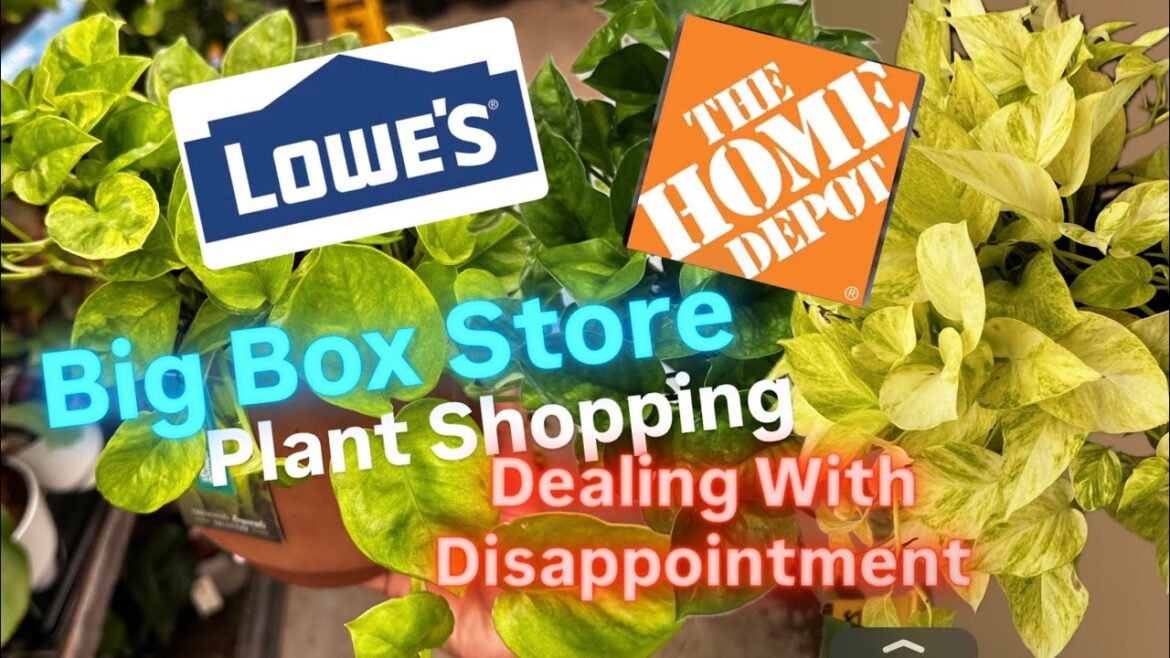 Big Box Store Plant Shopping A Productive Way to Handle Disappointment My Amazing Plants at Lowes