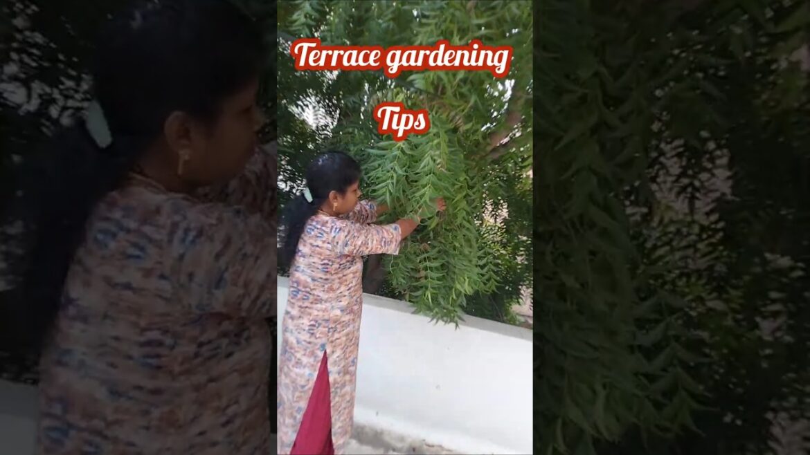 gardening tips #gardening #terracegarden #marys20111 #shortvideo #plants #maadithottam#tamil