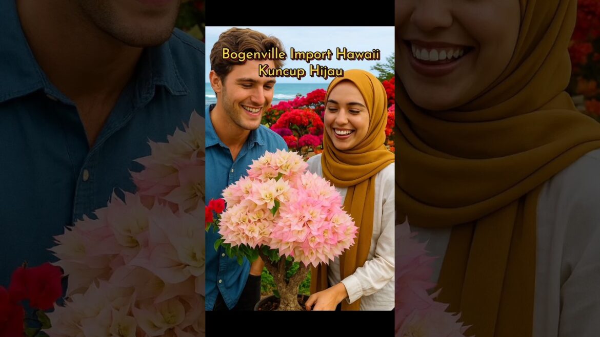 Bougenville import bunga warna hijau cantik #bungabougenville #bougainvillea #youtubeshorts #flowers