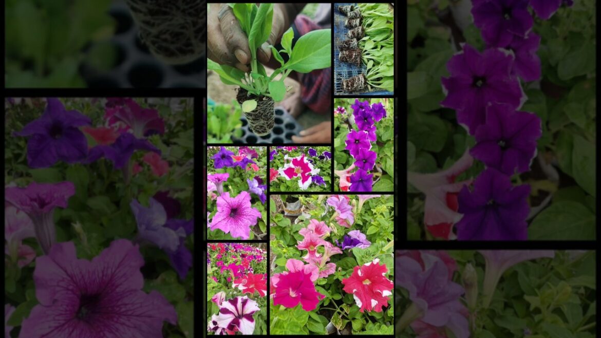 Petunia Gardening 🌼 Seedlings to Grow Bags to Gorgeous Blooms #shorts Petunia Gardening 🌼 Seedlings to Grow Bags to Gorgeous Blooms #shorts